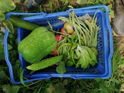 小毛驴吃蜜瓜视频,趣味食趣瞬间