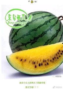 来东台吃瓜群众视频大全,吃瓜群众视频大全揭秘