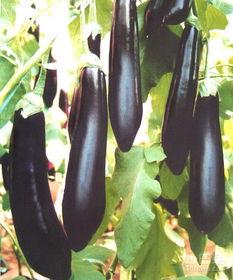 茄瓜晚上吃能减肥吗视频,揭秘夜间食用茄瓜的神奇效果