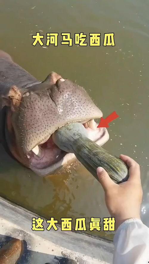 吃瓜恶搞配音视频下载,笑料横生，趣味无限