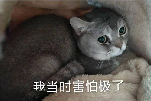 吃瓜少女王富贵八哥视频,揭秘娱乐圈幕后故事