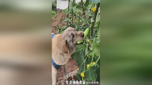 吃瓜吃的小狗视频大全,小狗视频大全趣味盘点