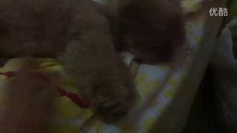 利川小姐姐吃瓜视频大全,趣味横生的网络娱乐盛宴