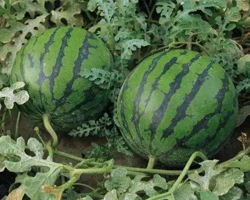 溧阳吃瓜真实事件视频,一场引发全民热议的街头冲突