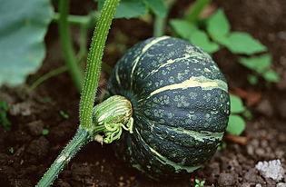 茄子吃瓜鬼畜视频大全下载,趣味横生的搞笑盛宴