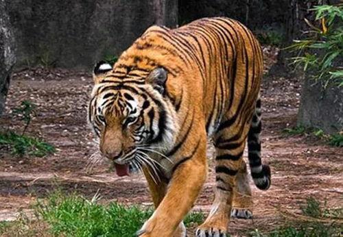 马虎虎吃瓜视频在线观看,带你领略网络搞笑盛宴