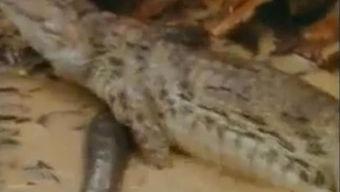 吃瓜的鳄鱼视频大全播放,趣味横生的动物食趣集锦