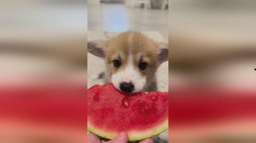 小狗吃小瓜视频教程免费
