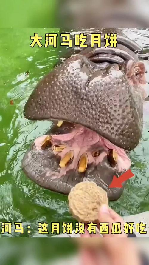河马搞笑配音吃瓜视频,带你笑翻吃瓜现场！